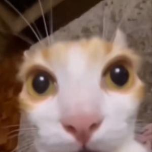 vlad